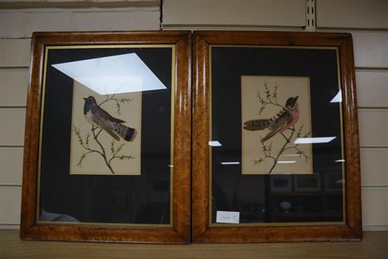 A pair of Victorian watercolour and featherwork pictures of songbirds, maple framed, frames overall 50 x 38cm